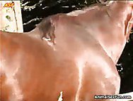 Horse blowjob on my slutty wife s mouth