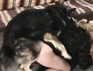 This slut wife sucking a big fat doggy cock