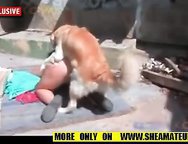 Slag wifes having sex with there dog