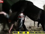 Horse jumps on farmer woman a couple of times, fucking her tight hole with his big cock.